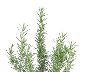 Rosemary isolated on white background.