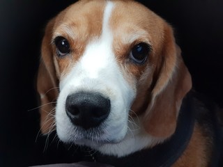 Beagle dog close up on a dark background