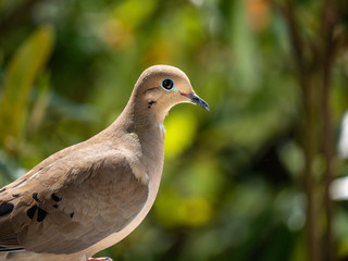 Mourning Dove looking around