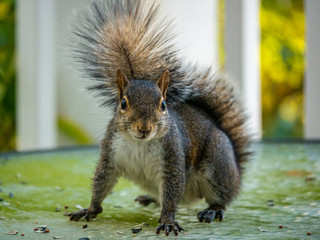Squirrel looking at the camera