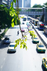 A small leaf branch hanging down over a street.