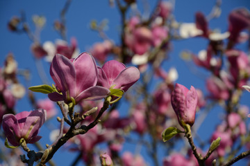 A large lush tree of pink magnolia on a background of blue sky