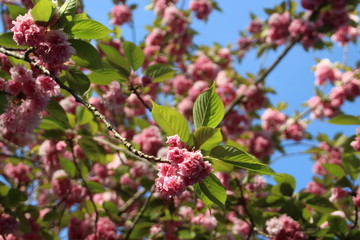 pink flower against the blue sky