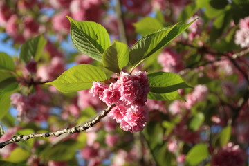 pink flower blossoming against the blue sky