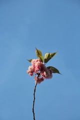 red flower against blue sky