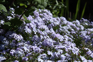 In the garden: carpet phlox / upholstery phlox (Phlox subulata)