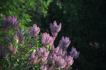 purple flowers in the forest