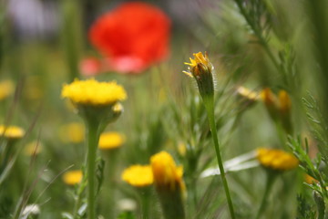Various flowers