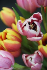 red and yellow tulips