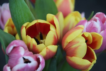 pink and yellow tulips