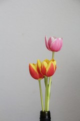 tulip in vase