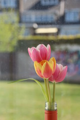 pink tulips in the garden