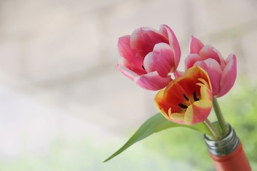 red tulips in the garden