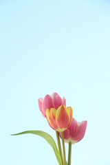 pink tulip on blue background