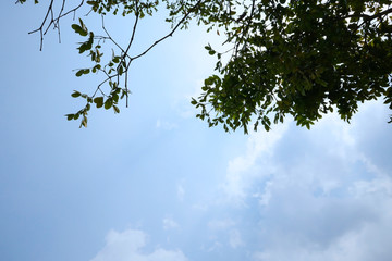 A part of tree with blue sky as the background.