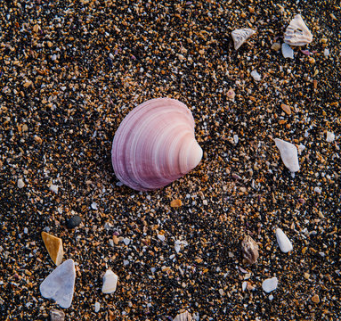 shells on the beach, Raudisandur, Rau&eth;asandur beach in the Western Fjords Iceland, Scandinavia, Iceland, Europe