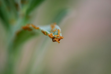 Viele winzige kleine Raupen, Maden, Würmer von Insekten an einem Blatt.