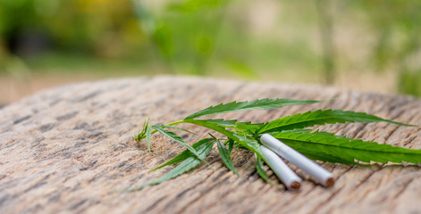 Cigarettes stuffed with dried marijuana and fresh marijuana leaves on old wooden floors,medical marijuana concept.