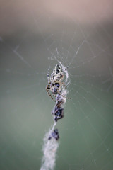 Nahaufnahme einer Gartenkreuzspinne im Netz.