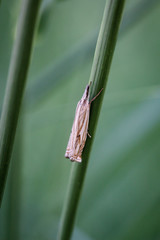 Ein Fliegenähnliches oder Falterähnliches Insekt auf einer Pflanze.