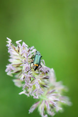 Ein Käfer auf einer Pflanze. Käfer gehören zu den Insekten.