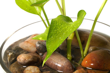 Organic Nature Green Leaf Home Decoration Closeup