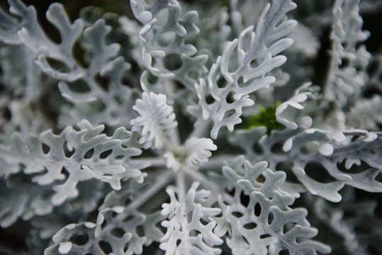 Dusty Miller aka Silver Ragwort