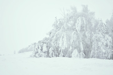 snow covered trees