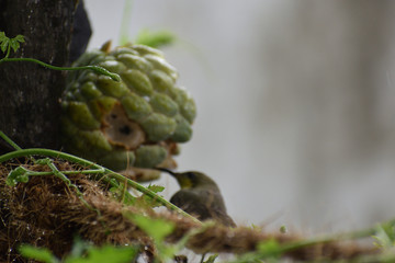 green moss on the tree