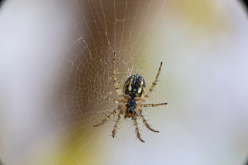 A spider on its web. Macro, Close up