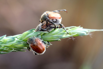 Gartenlaubkäfer auf einer Getreidepflanze bei der Paarung.