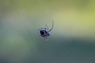 Nahaufnahme von einer im Netz sitzenden Spinne.