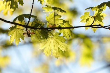 Spring maple leaves in the forest