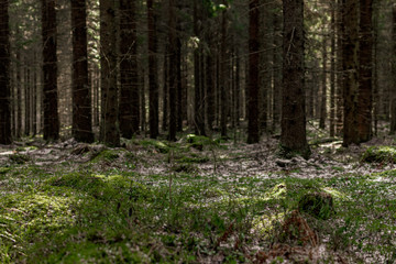 forest and shadows 1 