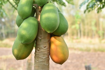 Papaya fruit on papaya tree. 