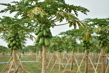 Papaya fruit on papaya tree. 