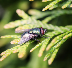 Nahaufnahme einer Fliege auf einer Pflanze.
