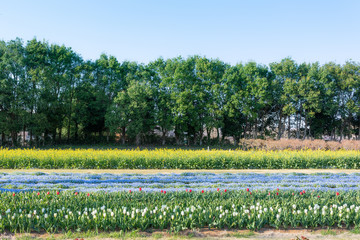 チューリップ、ネモフィラ、菜の花畑のグラデーション