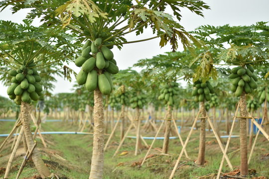 Papaya fruit on papaya tree. 