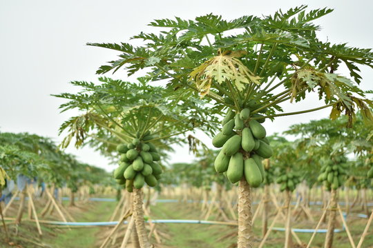 Papaya fruit on papaya tree. 