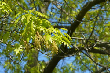 Eichen Blätter im Frühling, Quercus rubra