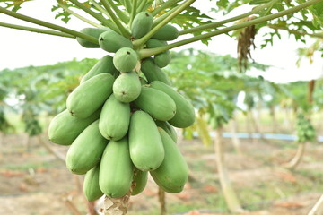Papaya fruit on papaya tree. 