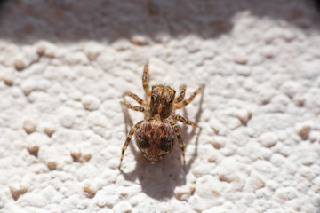 A spider on the wall. Macro, Close up