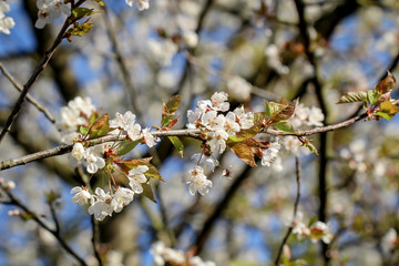 Blüten an einem Baum im Frühjahr erwarten die Bienen.