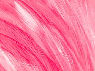Beautiful abstract white and pink feathers on white background and soft white feather texture on pink  pattern and pink background, feather background, pink banners