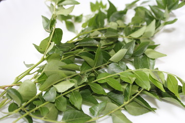 Bunch of fresh Indian curry leaves.This leaf adds a special flavor to every dish.