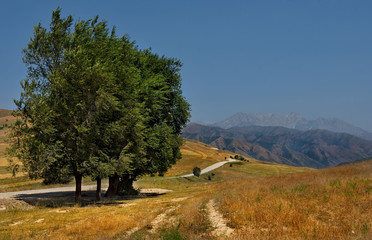 Central Asia. Kyrgyzstan. The North-Eastern section of the Pamir highway near the city of Kara-Alma. High-altitude fertile fields of the Tien Shan