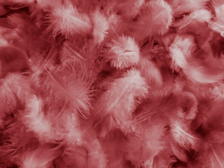 Beautiful abstract white and red feathers on white background and soft white feather texture on red pattern and red background, pink feather background , white banners