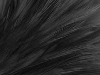 Beautiful abstract white and black feathers on white background and soft white feather texture on...