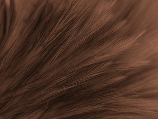 Beautiful abstract white and brown feathers on white background and soft yellow feather texture on white pattern and yellow background, feather background, gold feathers banners